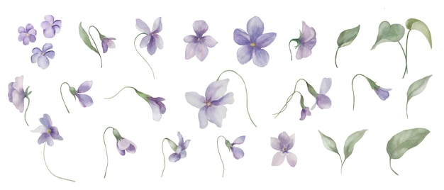 Vettore set floreale ad acquerello con fiori di violette illustrazione disegnata a mano isolata su sfondo trasparente