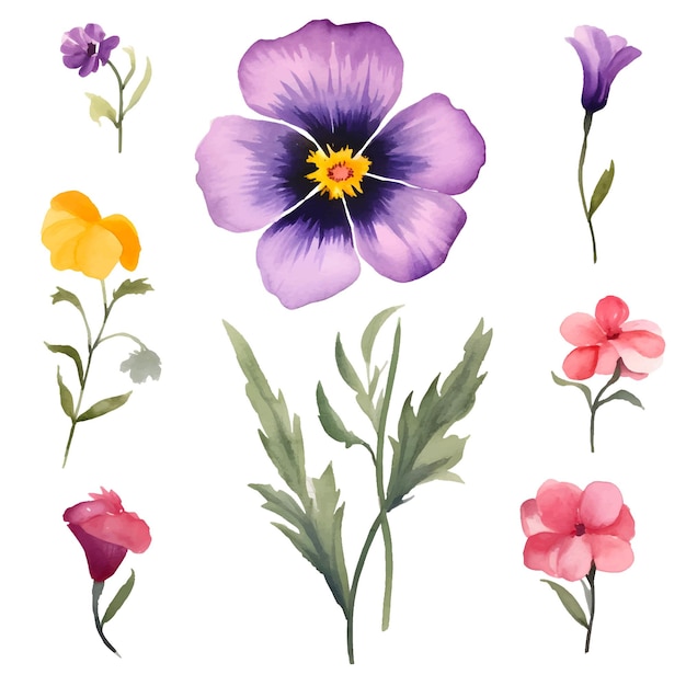 watercolor floral Viola cornuta elements