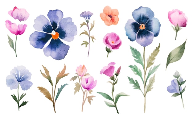 watercolor floral Viola cornuta elements