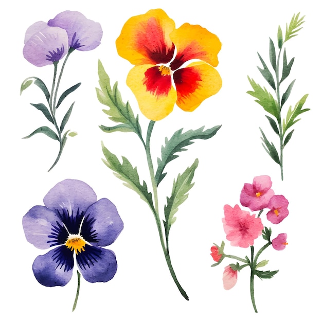 Elementi floreali dell'acquerello viola cornuta