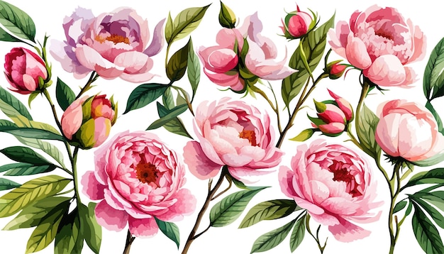 カード用の水彩花ボーダー ピンク花牡丹バラ アジサイ リース アレンジメント