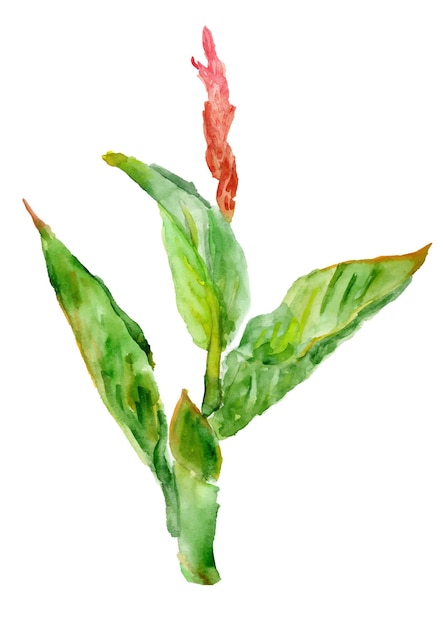 Watercolor flower canna