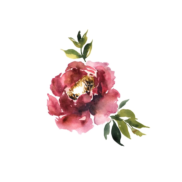Акварельный цветок Красочная красная красивая рисованная роза Дези