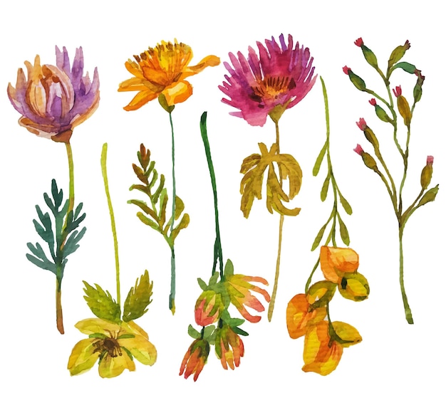 watercolor flower elements