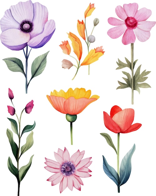 Vector watercolor flower illustration collection