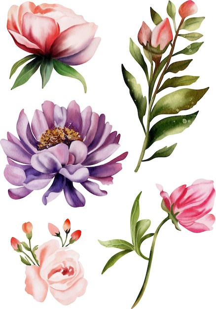 Vector watercolor flower illustration collection