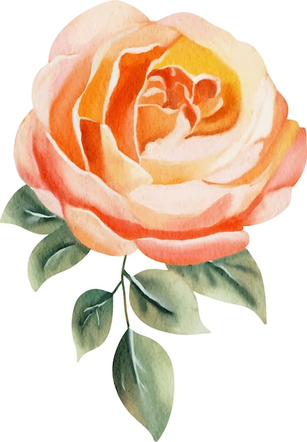 Vector watercolor flower illustration collection