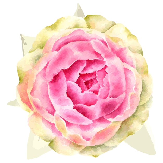 watercolor flower illustration