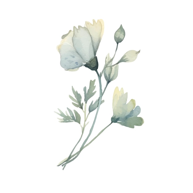 Watercolor Flower Plant Illustration