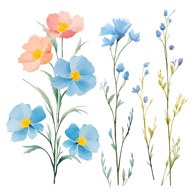 Clipart dell'illustrazione botanica dei fiori dell'acquerello