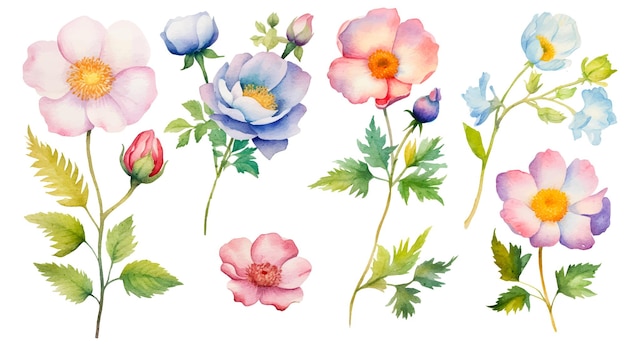 Clipart dell'illustrazione botanica dei fiori dell'acquerello