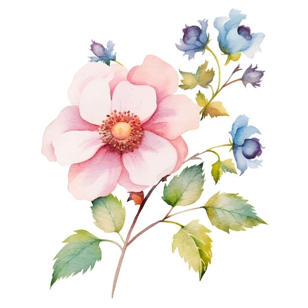 watercolor flowers botanical illustration clipart