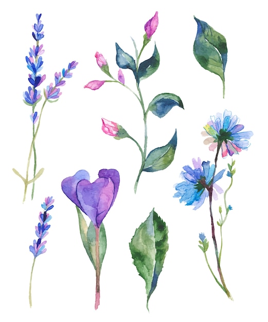 Watercolor flowers illustration