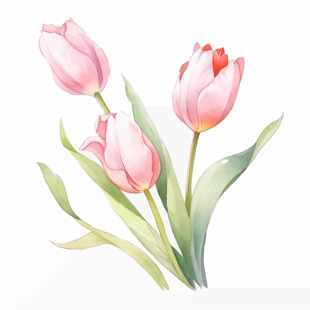 Premium Vector | Watercolor flowers and leaf assortment vector set tulips