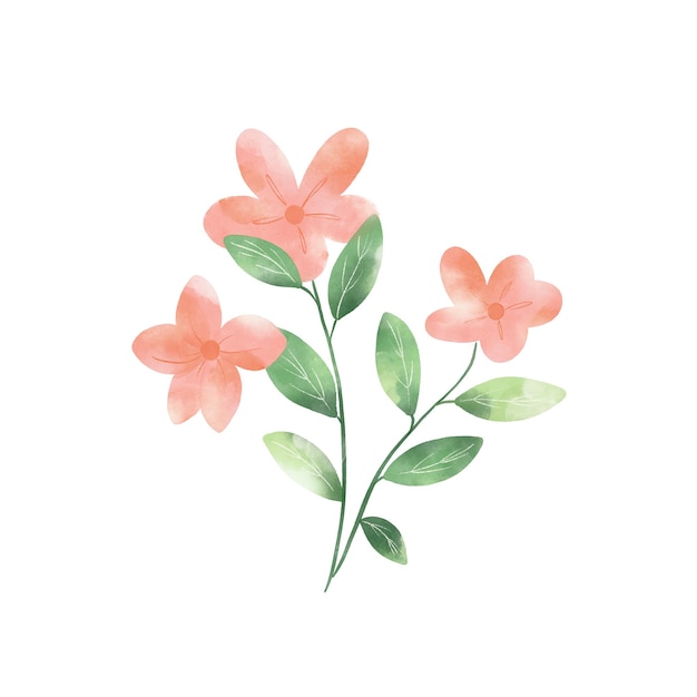 Watercolor flowers on a white background