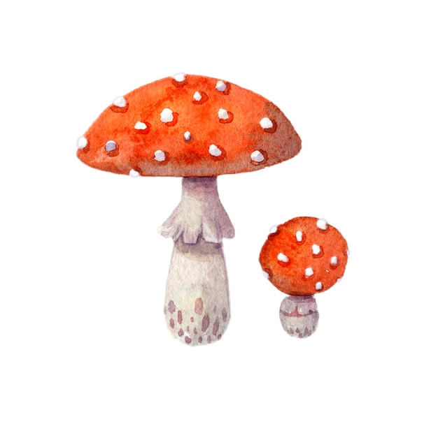 벡터 수채화 비행 agaric 버섯