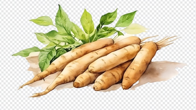 Watercolor fresh organic cassava transparent background