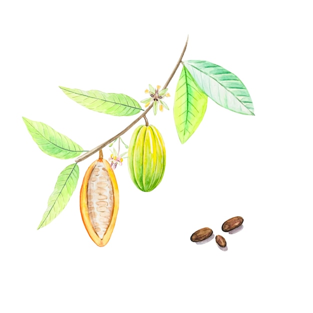 Watercolor fruits and cocoa leaves