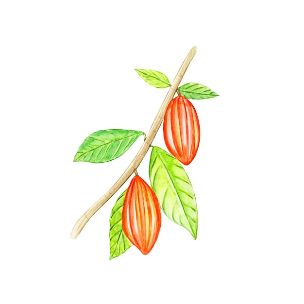 Watercolor fruits and cocoa leaves