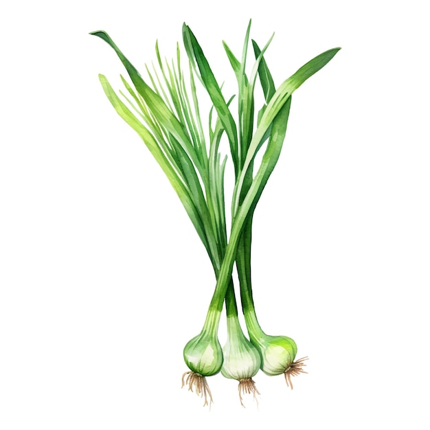 Watercolor Garlic chives Illustration Handdrawn fresh food design element isolated on a white background