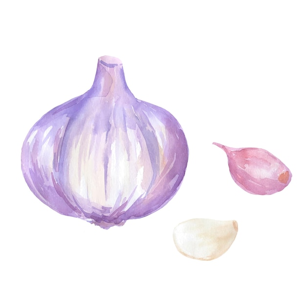 Watercolor Garlic Hand drawn painting vegetables isolated on white background