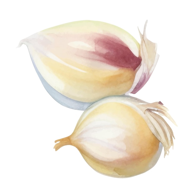 Watercolor Garlic Illustration Handdrawn fresh food design element isolated on a white background