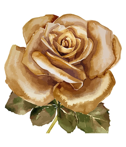 Watercolor golden rose floral bouquet isolated on white background Watercolor flower collection