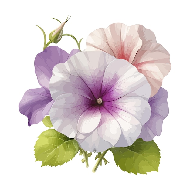 Vettore acquerello grandiflora petunias clipart sfondo bianco modificabile