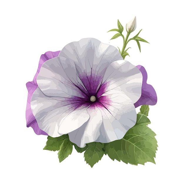 Vettore acquerello grandiflora petunias clipart sfondo bianco modificabile