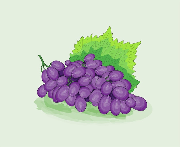 Watercolor grape