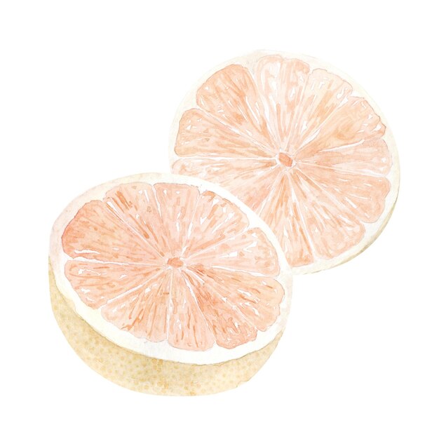 Watercolor grapefruit cutted in half