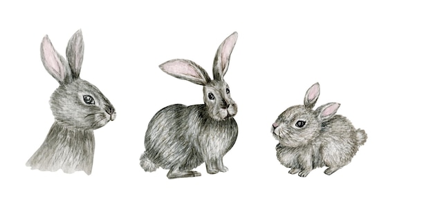 Watercolor gray rabbit illustration set