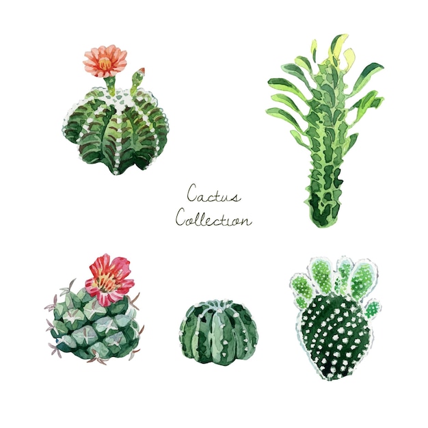 Watercolor green cute cactus collection