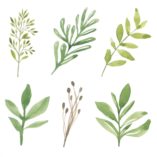 Watercolor green foliage element illustration collection