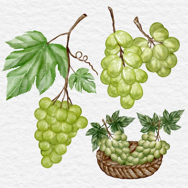 Watercolor green grape collection set illustration