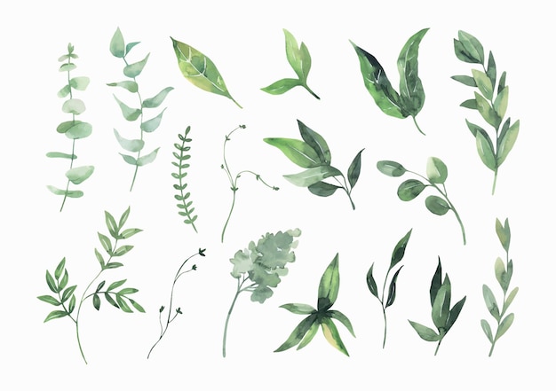 Vector watercolor  green leaves