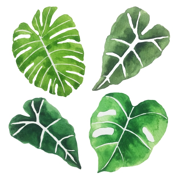 Watercolor green leaves.