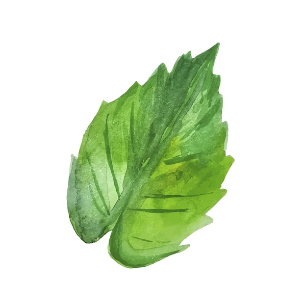 Watercolor green mint leaf herbal clipart