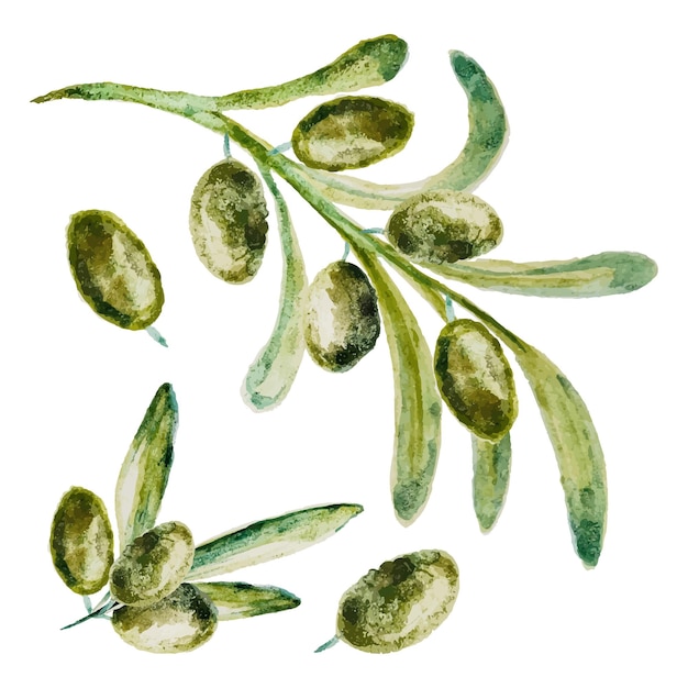 Набор акварельных зеленых оливок Ручная роспись цветочных иллюстраций с оливковыми фруктами на белом фоне Для дизайнерской печати и ткани