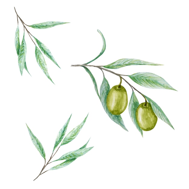 Акварель зеленые оливковые ветви дерева листья фрукты набор, реалистичные оливки ботанические иллюстрации изолированы, ручная роспись, коллекция свежих спелых вишен