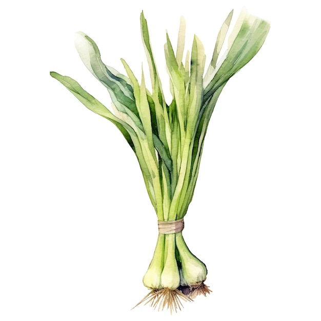 Watercolor Green onion Illustration Handdrawn fresh food design element isolated on a white background