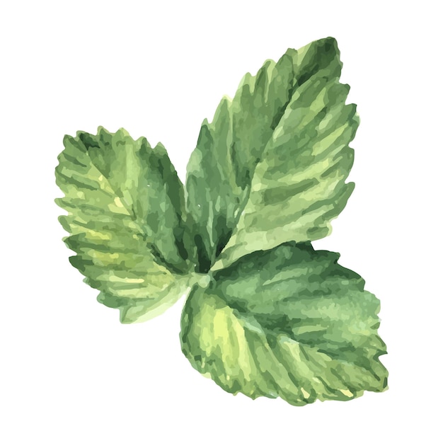 Vector watercolor green strawberry leaf isolated on white background