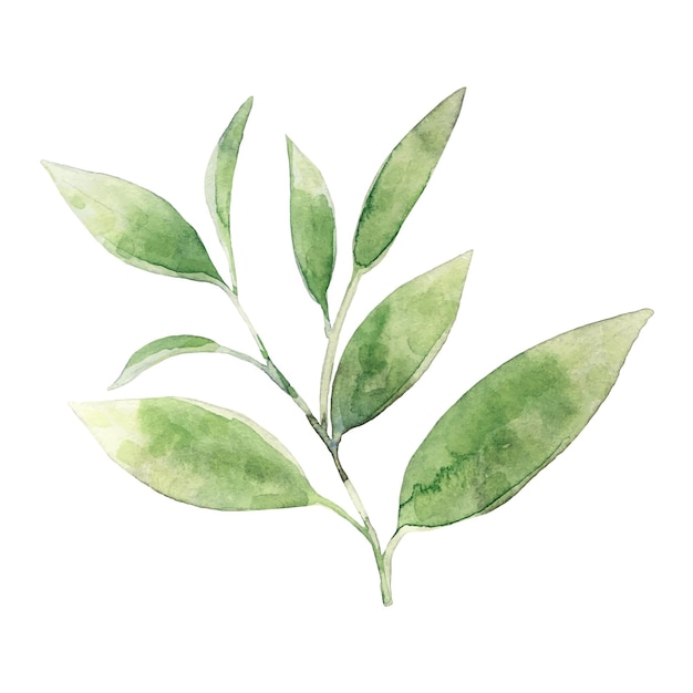 Watercolor green tea plant