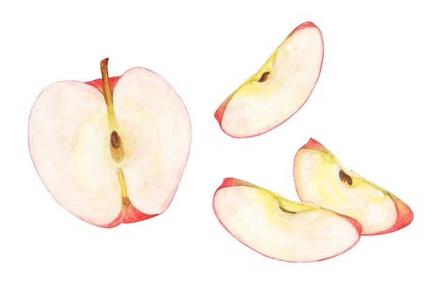 Watercolor Group of ripe red apples. Fruit illustration.