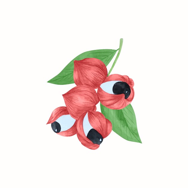 Watercolor guarana illustration