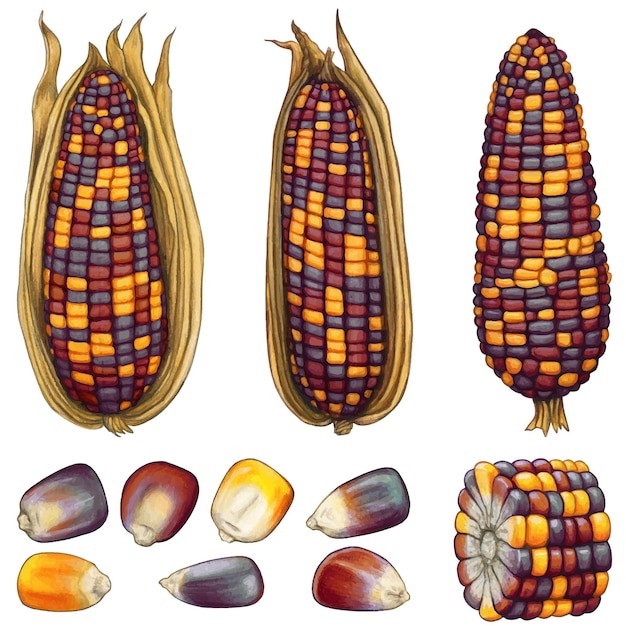 Vector watercolor han drawn dried corn cobs and seeds