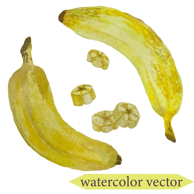 Watercolor hand draw vector isolated bananas