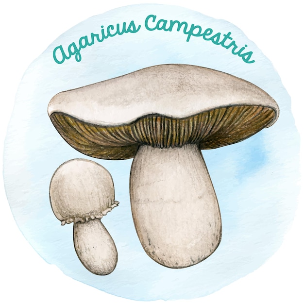 Watercolor hand drawn agaricus mushroom