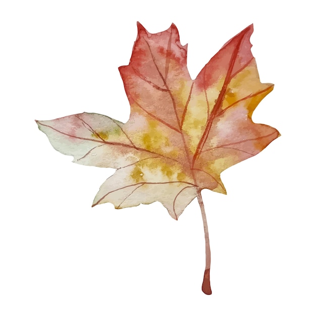 Watercolor hand drawn autumn fall maple leaf element isolated on white