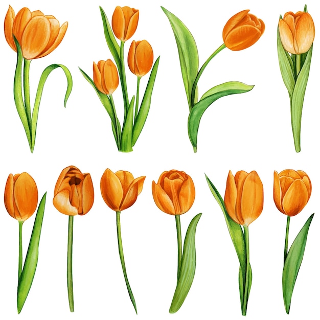 Vector watercolor hand drawn colorful tulip